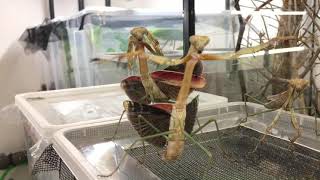 Mantis dance ๐!