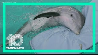 Winter the Dolphin's condition is 'critical'; CMA explores all options to save her life