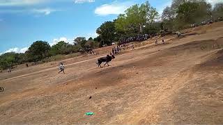 Kandanur jallikkattu