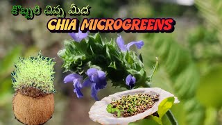 కొబ్బరి చిప్ప మీద Chia Seeds/ Coconut Shell/Telugu Gardener with Arts/Microgreens/ Chia హార్వెస్ట్