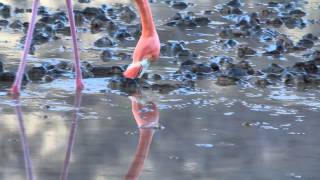 Flamingo filter-feeding