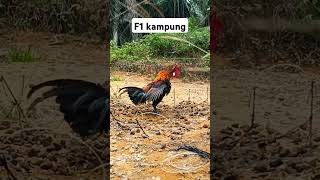 KOKOK PIKAT F1 #pikatayamhutan #mikatayamhutan