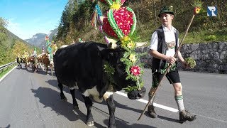 Almabtrieb Freidinglehen Ramsau 2017