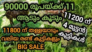 ആടുകളെ വിൽക്കണോ? ആട്, പശു, പോത്ത് , കാള, എരുമ, കോഴി,താറാവ്, തുടങ്ങിയ ജീവികളെ വിൽക്കാൻ . വീഡിയോ കാണൂ.