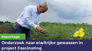 Onderzoek naar eiwitrijke gewassen in project Fascinating | Reportage