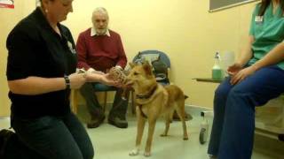 Drove Vets - Dog Behaviourist - Dog Handling Excercise