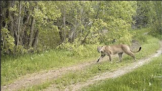 WildSci in Utah