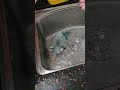 quaker parrot taking a shower shorts animals pets viral