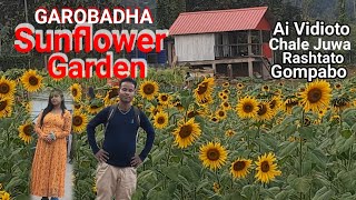 SUNFLOWER Garden  at Asinagre , Garobadha ,