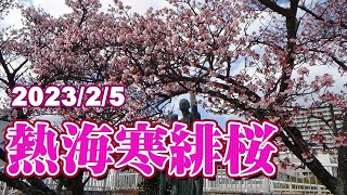 2023熱海寒緋桜