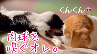 【ビーグル犬さつきと猫たち】犬と猫に撫でろと圧をかけられて困る、モテモテの飼い主。Satsuki the Beagle \u0026 Senior cats