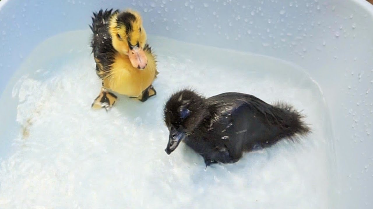 Baby Ducks Playing In Water Youtube