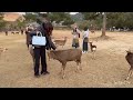 奈良の鹿に癒され、喜びを隠せない外国人観光客 nara japan parak deer