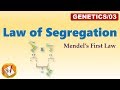 Law of Segregation (Mendel's First Law of Inheritance)  (FL-Genetics/03)