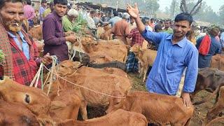 আজ ২০ ফেব্রুয়ারি || সবচেয়ে ছোট ছোট ষাঁড় ও বকনা বাছুর গরুর দাম || আমবাড়ী হাট