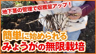 12月のミョウガ栽培！家庭菜園や農園で1株あれば簡単に無限栽培できるミョウガの育て方を徹底解説！【農園ライフ】