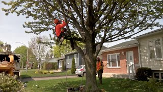 Connecté Valleyfield - Comment bien prendre soin de ses arbres ?