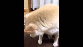 柴犬けんしろう フィラリアのお薬は瞬食！