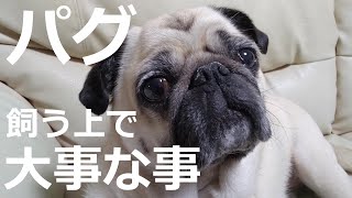 パグの特徴　パグを飼う上で大事な事を５つお話しします　Here are five important things to keep a pug