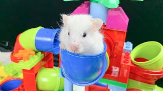 The Best Hamster Challenges 77 - Hamster Escapes from the Most Amazing Mazes 🐹 M