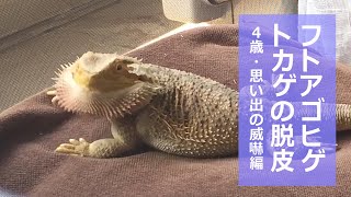 【脱皮中のフトアゴヒゲトカゲ４歳】思い出の威嚇編☆おちょこさん Beardeddragon