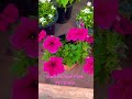 beautiful surfinia hot pink variety of petunia 😍 flowers petunias