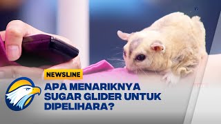 Harga Sugar Glider Dapat Mencapai Rp500 Ribu - [Newsline]