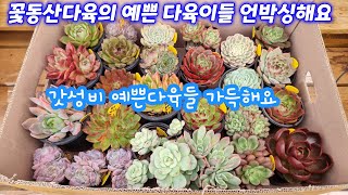 24.10.17 🌸꽃동산다육의 예쁜 다육이들 언박싱해요🌸 갓성비 5천원다육도 많은~  꽃동산다육 010 3939 4304