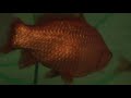 【goldfish】巨大金魚ちゃんは泳ぐ【animal】