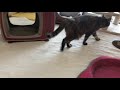 猫　vs ダンシングフィッシュ【moving fish toys and cats】