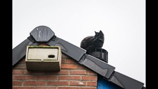 (On)Dankbaar poezenbeest vlucht voor brandweer tijdens reddingspoging in Hoogezand