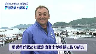 水産王国えひめ魚食普及動画　マハタ・クエ