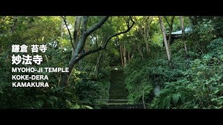 そうだ 鎌倉の苔寺 妙法寺、行こう。