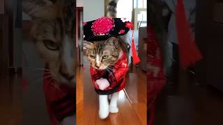 猫步走秀Catwalk catwalk