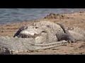 chambal safari dholpur biggest crocodiles in chambal river