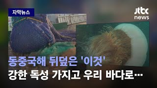 [자막뉴스] 여름철 물놀이·조업까지 위협…40m 그물 뒤덮은 '이것'의 정체 / JTBC News