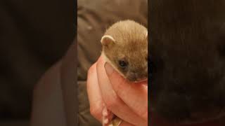 When the rescue stoat kits were ready for release🐾💚