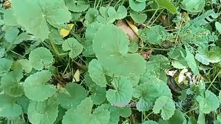 Centella asiatica/ കുടകൻ/കുടങ്ങൽ/മുത്തിൾ