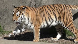 アムールトラ　サーシャちゃん　元気よくお散歩です　【浜松市動物園】Amur tiger Sasha-chan Hamamatsu Zoo