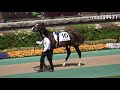 【４Ｋ現地撮影】パドックで馬っ気を出してるレッドクレオス