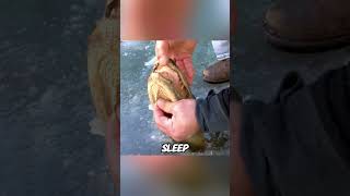 Why Do Alligators Freeze Themselves?