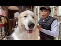 みんなが優しくするので調子に乗ってワガママしはじめたアランです　great pyrenees　グレートピレニーズ