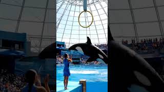 “Orca Stuns the Crowd at the Ocean Olympics! 🏊‍♂️🐋 Unbelievable Skills!”