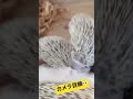 ハリネズミの赤ちゃん15日目👶🦔カメラ目線？！（まだ目は開いてません）