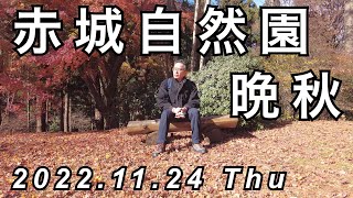 【 Vlog花鳥風月】晩秋の赤城自然園_2022.11.24_Late Autumn of Akagi Nature Park