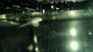 Premature guppy fry heartbeat [Emergency birth] after 2 days