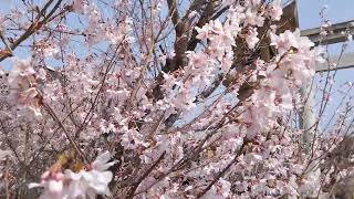 PV制作用インサートＶ 滋賀県湖南市下田の梅の花🏵と桜の花🌸と以外も🍡(3)