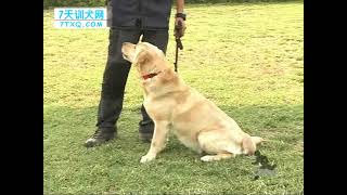 【训犬教程第三部】 17 让狗狗学会坐下等待和卧下