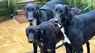 Christmas Special! - Training Greyhounds Ep. 49