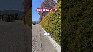 가을을 남기고 간 사랑 - 패티김